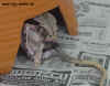 Guyafres2.jpg (112613 Byte)