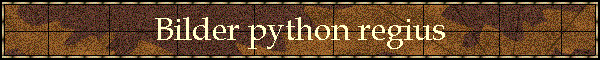 Bilder python regius