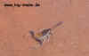 oglahaut1.jpg (50108 Byte)