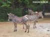 Dsc02082.jpg (256377 Byte)